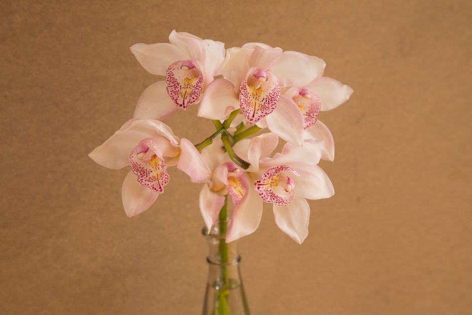 Kleurrijke orchideeën posters als opvallende accenten.