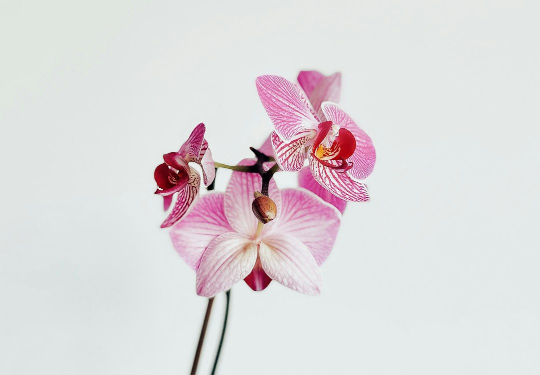 Natuurlijke orchideeën in elegante posteropstelling.