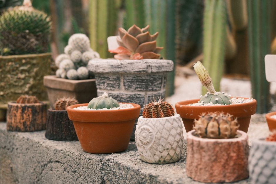 Terracotta potten gevuld met herfstbloemarrangementen. Terracotta potten gevuld met herfstbloemarrangementen.