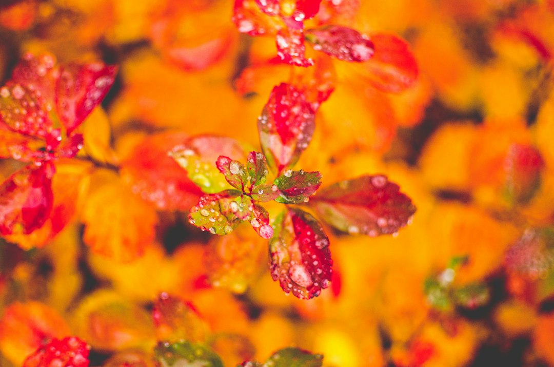 Gouden herfstbladeren omringd door oranje bloemen. Gouden herfstbladeren omringd door oranje bloemen.